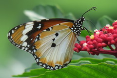 Danaus chrysippus chrysippus