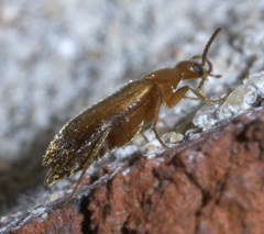 Allopoda lutea