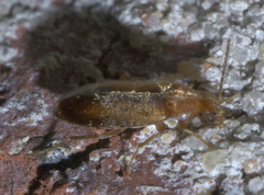 Allopoda lutea