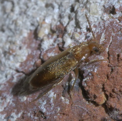 Allopoda lutea