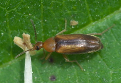 Allopoda lutea
