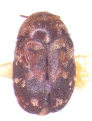 Trogoderma serraticorne