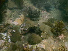 Micromussa amakusensis