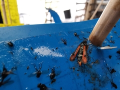 Pyropteron chrysidiforme