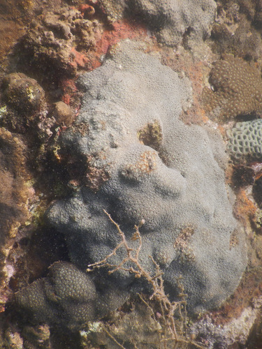 Favites colemani