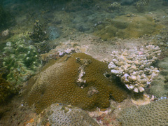 Micromussa amakusensis