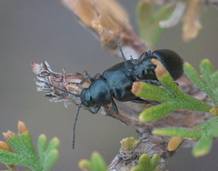 Altica obliterata