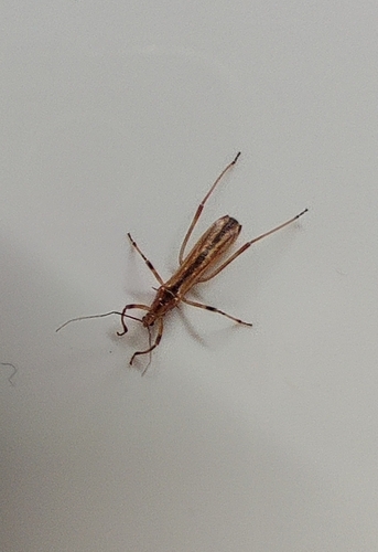 Polytoxus siculus