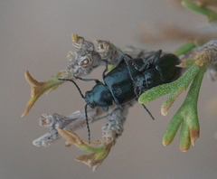 Altica obliterata