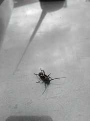 Calydon submetallicum