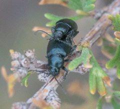 Altica obliterata