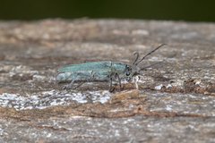 Phytoecia caerulescens