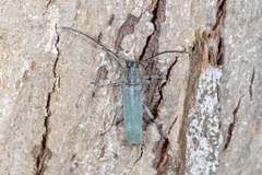Phytoecia caerulescens