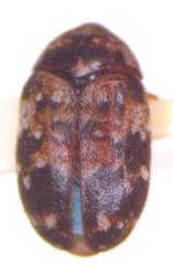 Trogoderma serraticorne