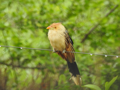 Guira Cuckoo