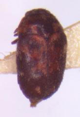 Trogoderma serraticorne