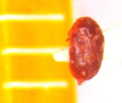 Trogoderma serraticorne