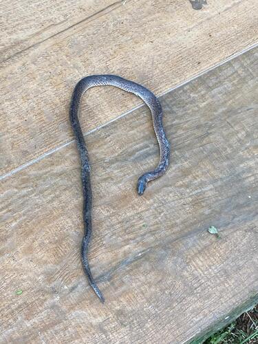 Paraguayan Tellurian Snake