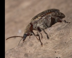Amblycerus robiniae