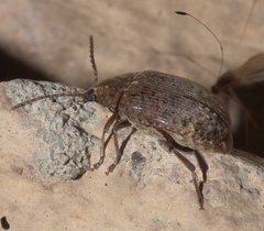 Amblycerus robiniae