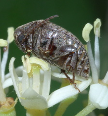 Amblycerus robiniae