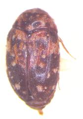 Trogoderma serraticorne