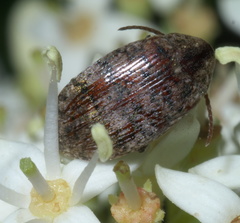Amblycerus robiniae