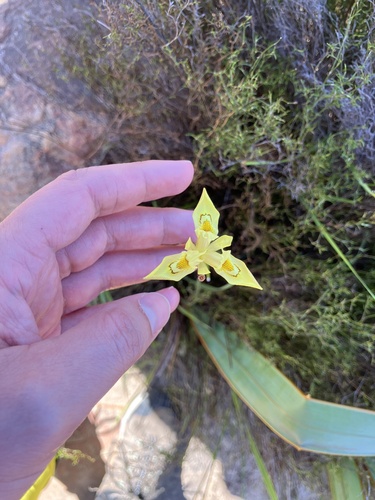Afternoon Tulp (Moraea anomala)