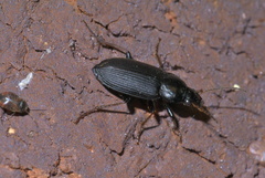 Amphasia sericea