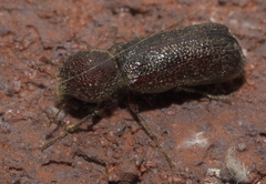 Amphicerus bicaudatus