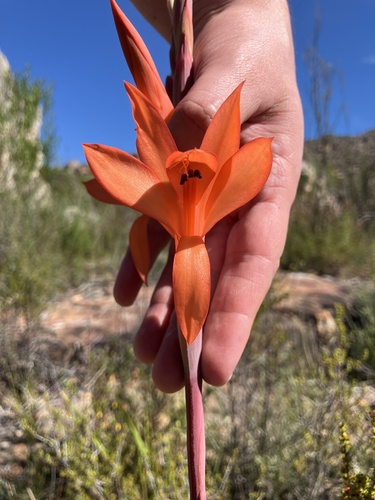 Spectacular Watsonia (Watsonia spectabilis)