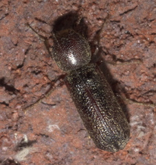 Amphicerus bicaudatus