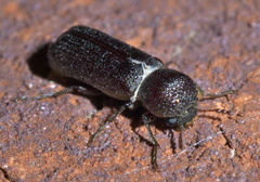 Amphicerus bicaudatus