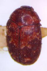 Trogoderma serraticorne