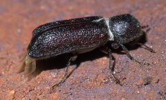 Amphicerus bicaudatus