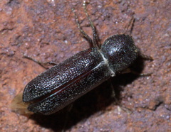 Amphicerus bicaudatus