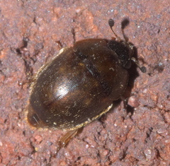 Amphicrossus ciliatus