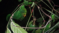 Lycodon subannulatus