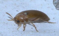 Anaspis rufa