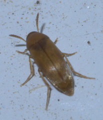 Anaspis rufa