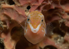 Anoplocapros inermis