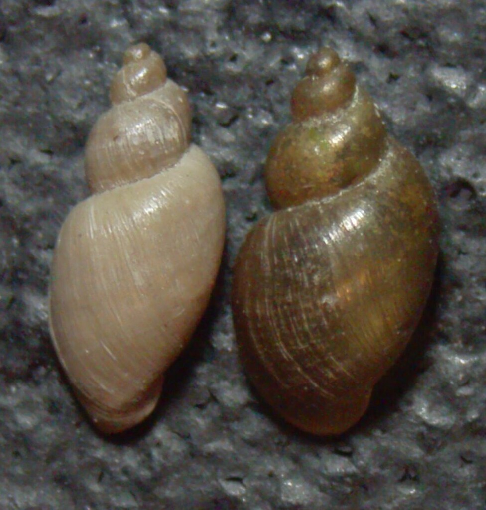 Graceful Fossaria