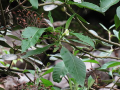 Nicotiana tomentosa