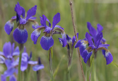 Iris sanguinea