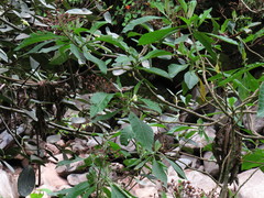Nicotiana tomentosa