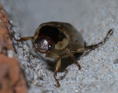 Anomala undulata