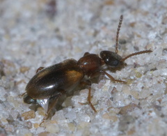Omonadus formicarius