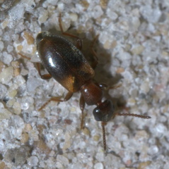 Omonadus formicarius