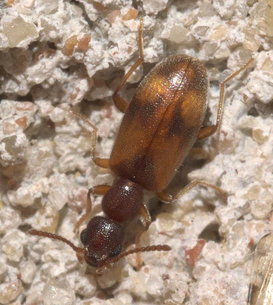 Cloudy Flower Beetle