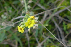 Alyssum montanum gmelinii